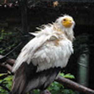 Meet your Posher, Zoe